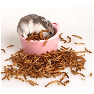 Sâu rang cho Hamster