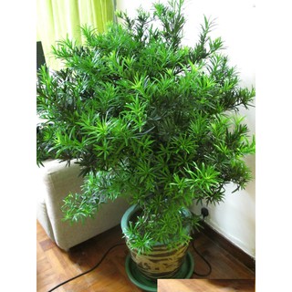 Tùng La Hán Cây Giống