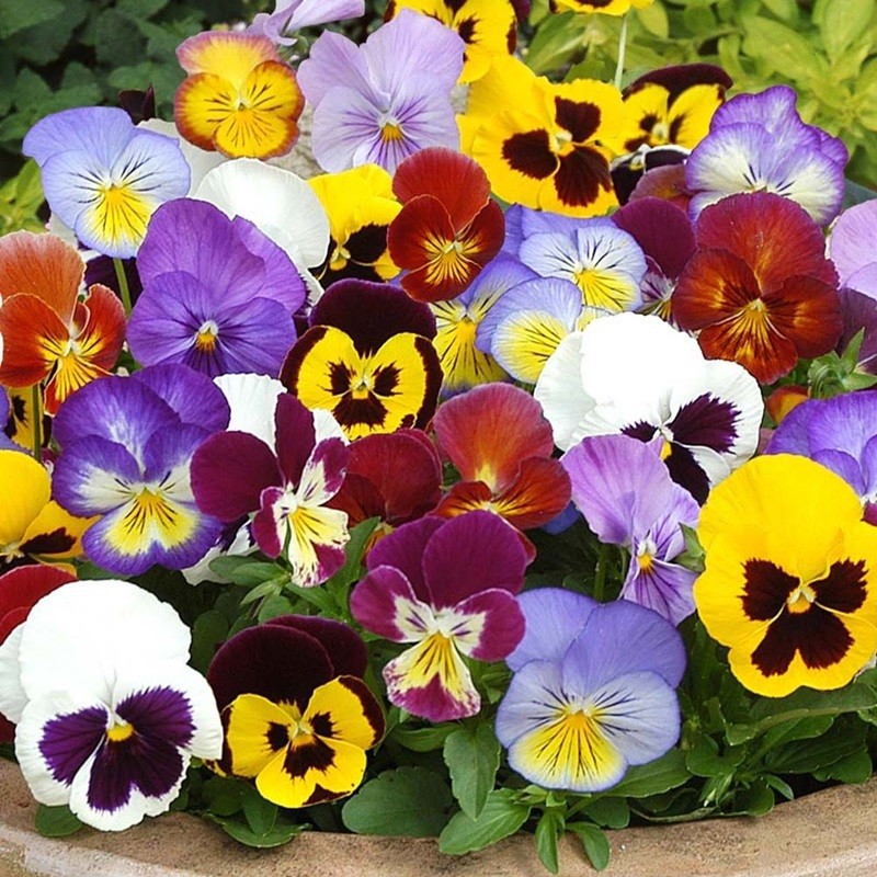 Hạt giống hoa pansy mix Viola - 100 hạt