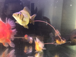 [LEN Goldfish] Cám Bufalo’s House