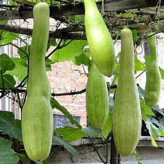 Hạt giống mướp thuần sản cao cấp nhập khẩu Đài Loan