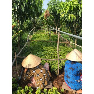 10 cây bông giấy Mỹ (cây giống) Vườn SLL