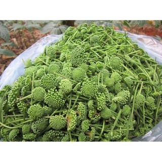 100gr Nụ Hoa Tam Thất