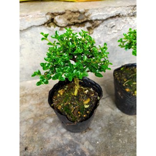 Bon sai sam hương 10- 15cm