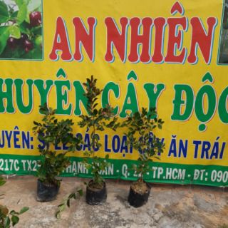 Cây ổi sim nhật