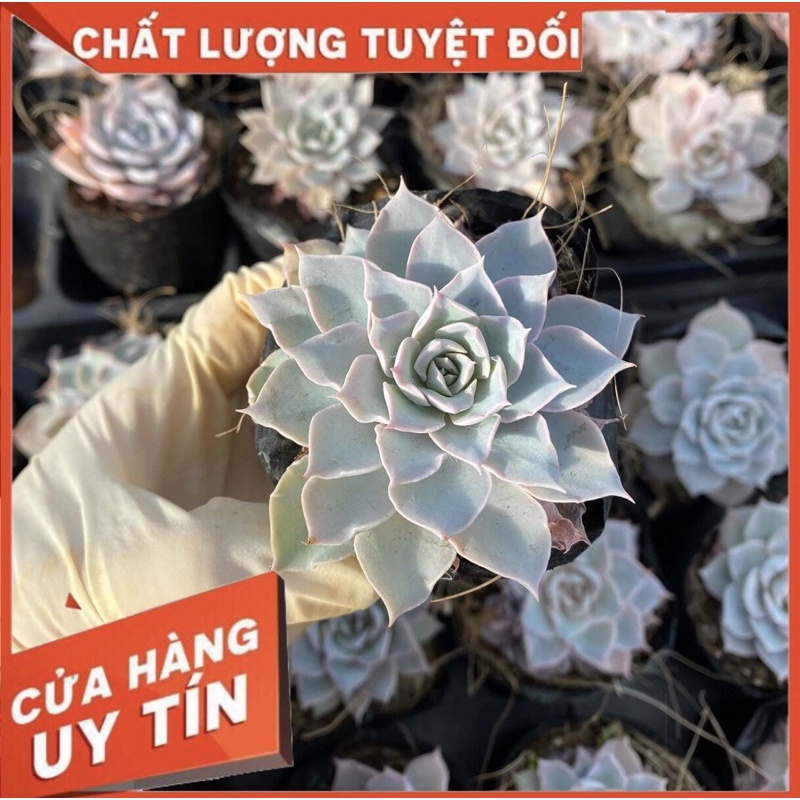 sen đá hồng phấn, size bầu, sen đá Đà Lạt
