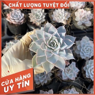 sen đá hồng phấn, size bầu, sen đá Đà Lạt