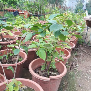 Cây giống hoa giấy các loại