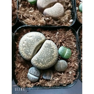 lithops hình bàn chân 3.5-3.8cm