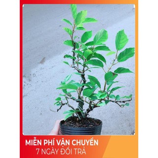 Cây Khế Bonsai