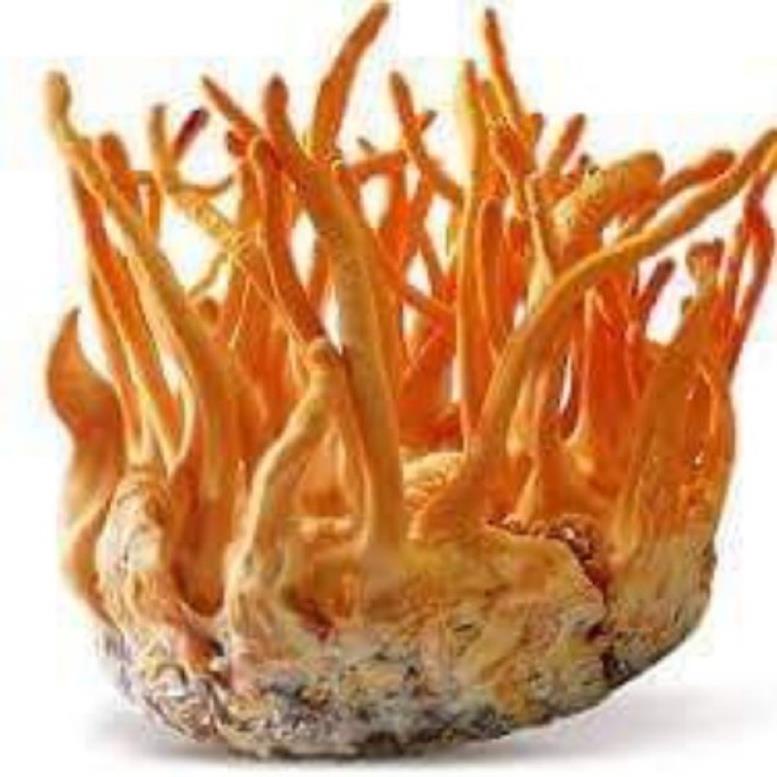 [SỈ] Đông trùng Hạ thảo khô 500gr nguyên chất | BigBuy360 - bigbuy360.vn