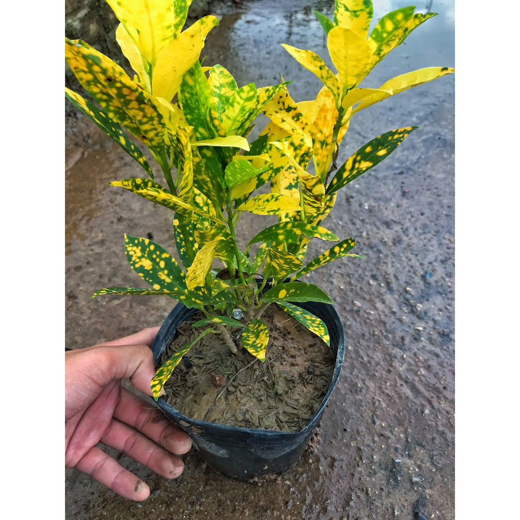 Cây Cô Tòng - Vàng Anh  Cao 20-25cm Lá Xanh Đốm Vàng  Làm Cây Trang Trí Cảnh Quan Sân Vườn
