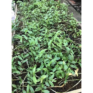 lan phi điệp tím hàng ki năm 1