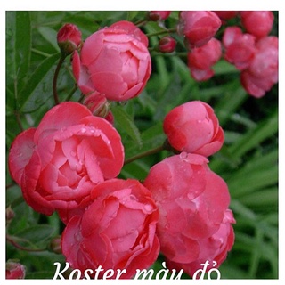 Cây hoa Hồng ngoại Koster red trứng màu đỏ thân tree