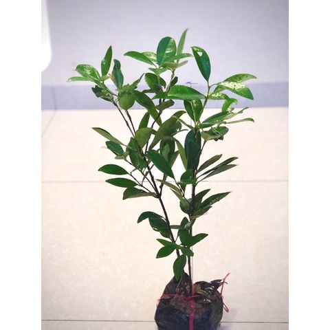 Cây cherry brazil chịu nhiệt size trung - THẾ GIỚI HOA CÂY CẢNH - cao 50-60 cm .