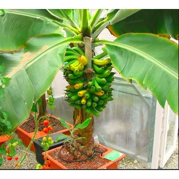 Cây chuối lùn ăn trái mini làm cảnh hàng giống chuẩn - Trang Flowers
