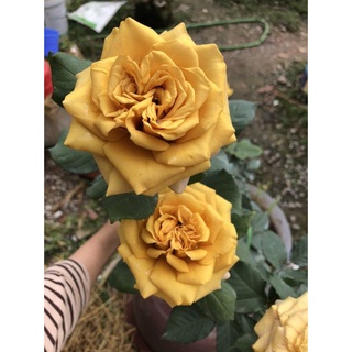Cây giống hoa hồng ngoại Pine Dream