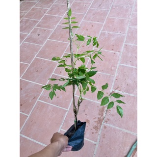 Cây hoa đăng tiêu-Lan tiêu (ảnh thật).