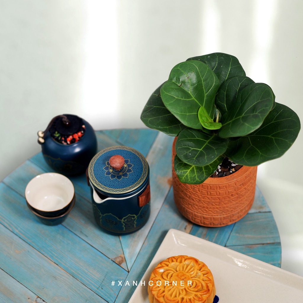 Cây Ficus Lyrata - Bàng Singapore size mini