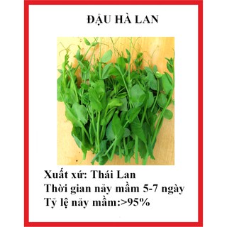 hạt giống đậu hà lan ăn lá