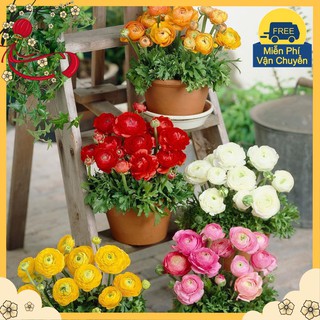 Hạt Giống Hoa Hồng Ribatu