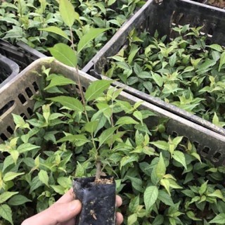 4 cây nhất chi mai giống