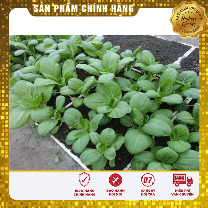 Hạt giống rau Cải Chíp Cao sản gói 20 gram