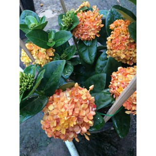 Trang mẫu đơn lá trung