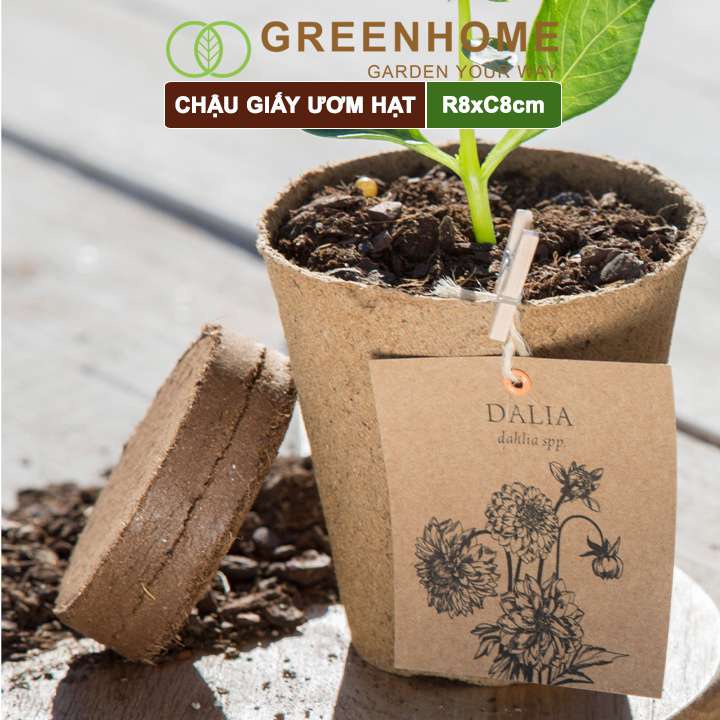 10 Chậu giấy ươm hạt giống, cây con Greenhome, D8xR8cm, hữu cơ tự phân huỷ, tiện lợi, thân thiện môi trường