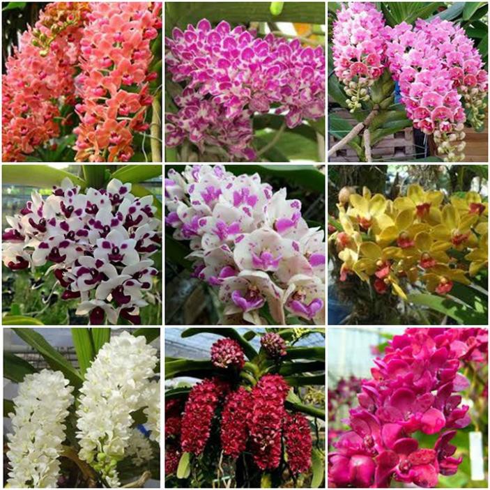 Hoa lan đai châu trắng đài loan + 700g phân thỏ hữu cơ