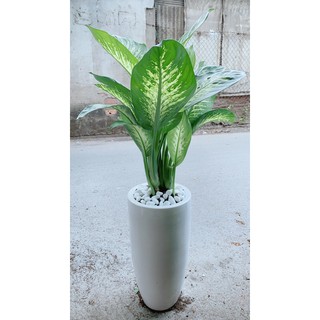 Chậu Cây Vạn Niên Thanh Lơn