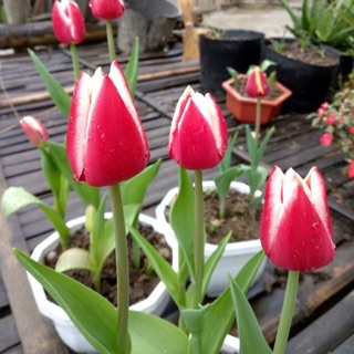 Củ hoa Tulip Hà lan trồng tết. 1Củ đã có mầm