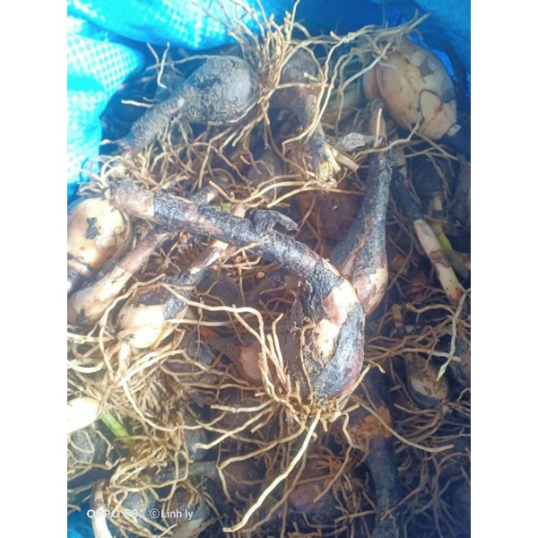 1kg Củ giống hoa huệ mưa hồng bông khủng80_100 củ