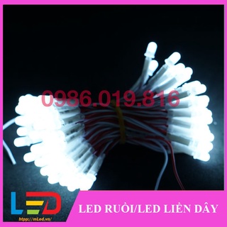 Led liền dây 12v 100 bóng 1 bó