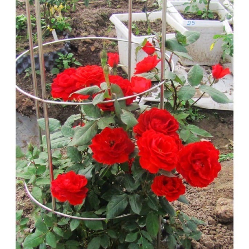 COMBO 5 CÂY HỒNG LEO ĐỦ MÀU ĐÃ KÍCH RỄ KÍCH MẦM SẴN