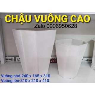 Chậu nhựa vuông cao trắng có 2 kích thước