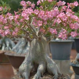 Gói 5 hạt giống Sứ thái Kim tự tháp nhập khẩu