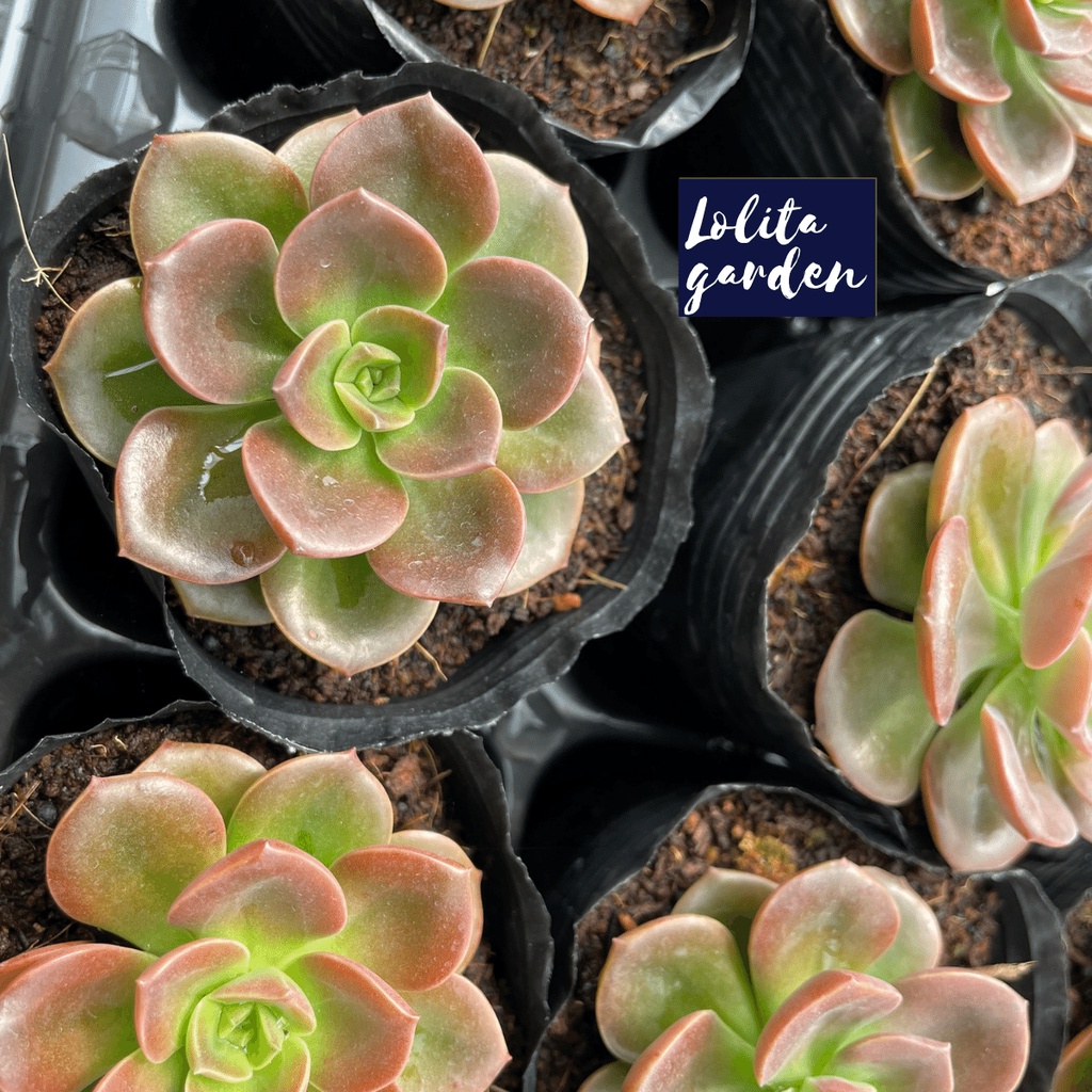 Sen đá nhật nguyệt Đà Lạt size bé cây cảnh trang trí nhà cửa Lolita garden