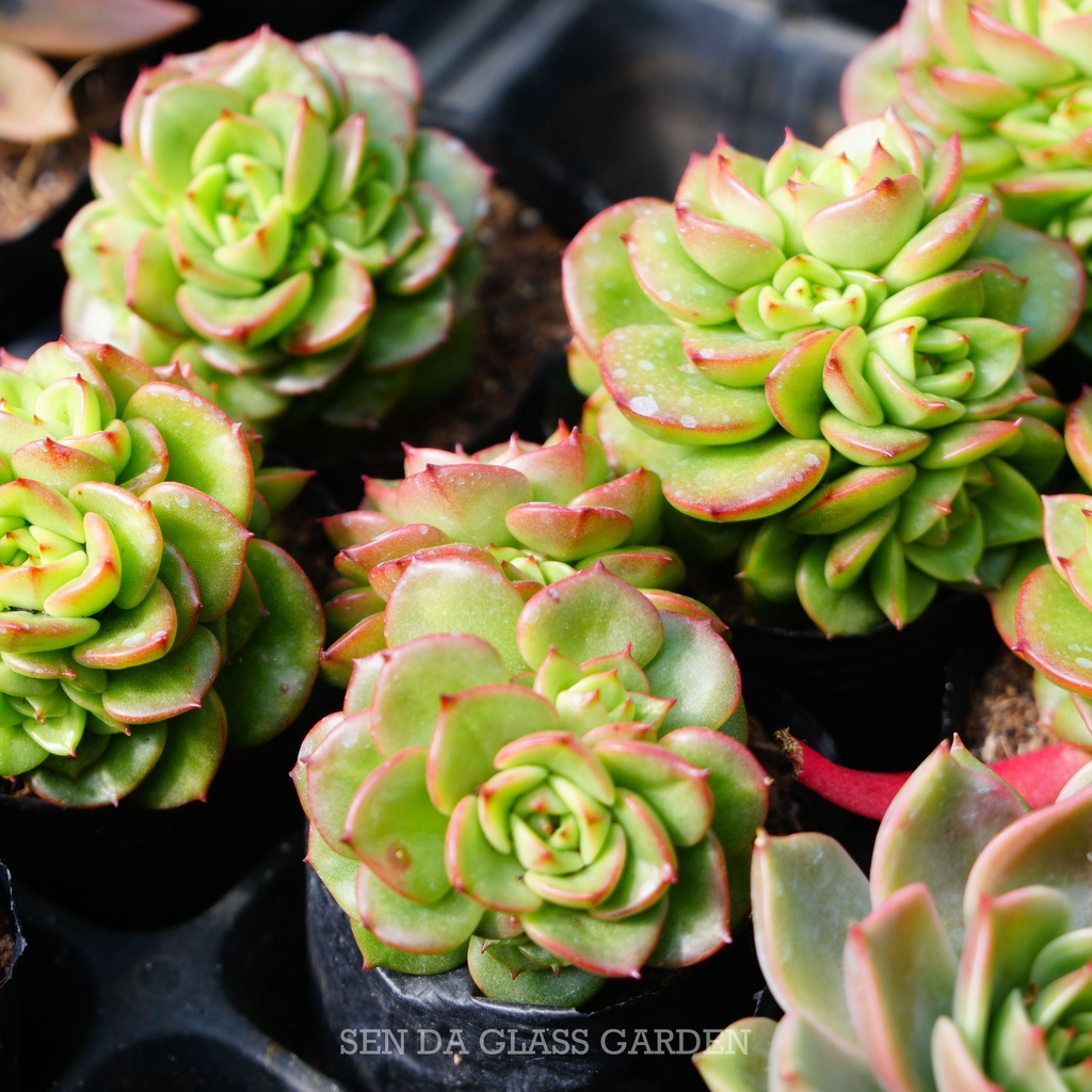 Sen đá nuda xanh cánh cứng GLASS GARDEN size nhỏ 6cm, Hàng Đà Lạt, thuần khí hậu, lỗi 1 đổi 1