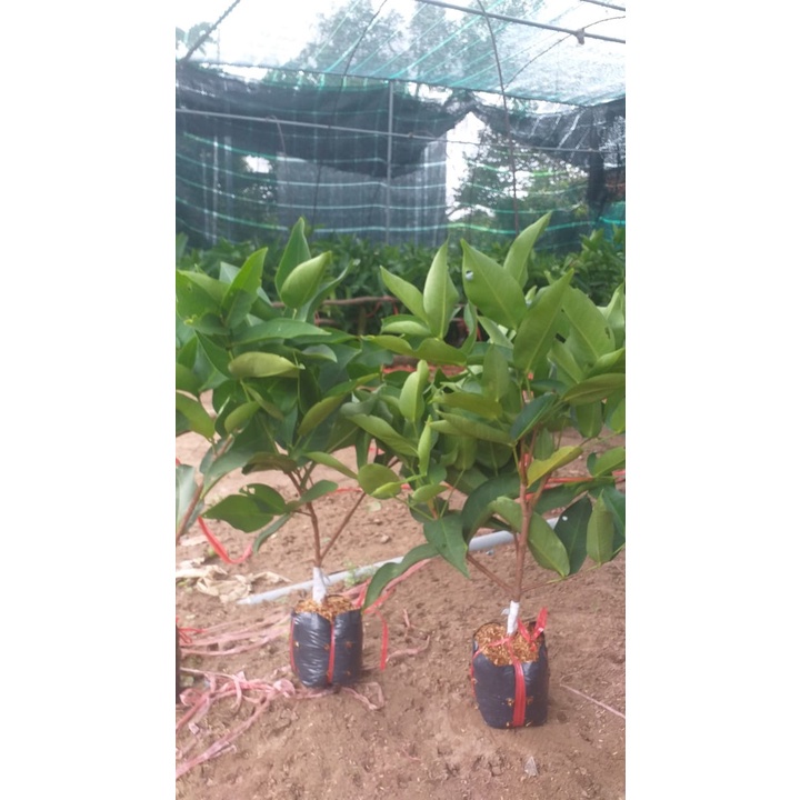 CÂY GIỐNG ROI ĐỎ