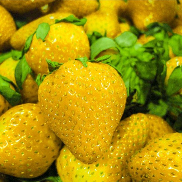 50 hạt giống dâu tây vàng chịu nhiệt