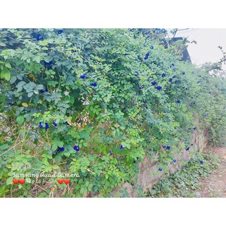 HẠT HOA ĐẬU BIẾC ( 10 hạt)