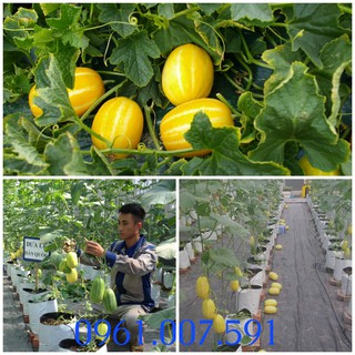 Hạt giống dưa Lê thơm ngọt Hàn Quốc gói 20 hạt