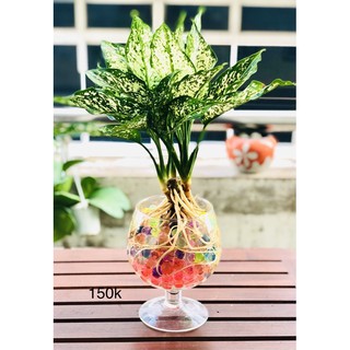 Chậu ngọc ngân thuỷ sinh kèm chậu ly cao cấp