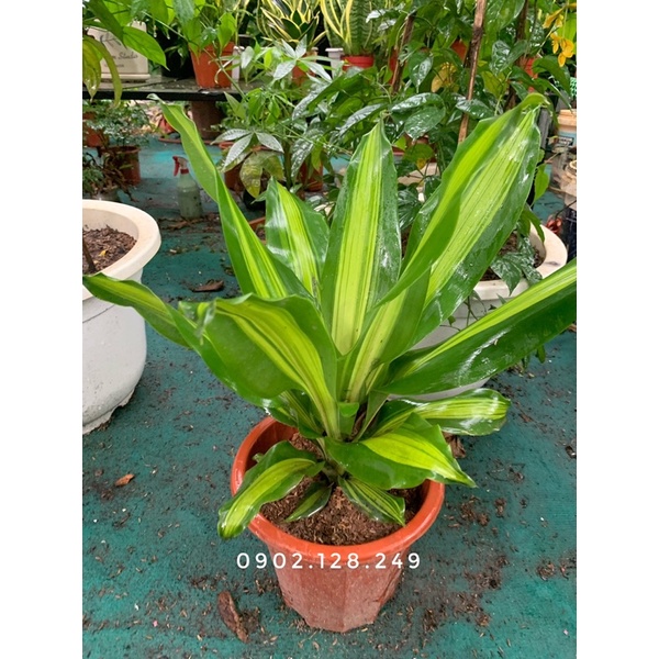 Cây thiết mộc lan