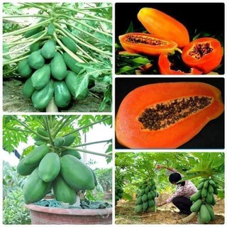 Hạt giống cây Đu Đủ Lùn Ruột Đỏ Gấc siêu quả