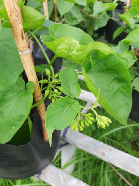 Dây Thiên Lý.... siêu hoa... thơm nứt mũi