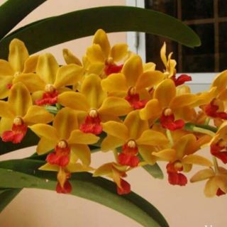 NGỌC ĐIỂM, ĐAI CHÂU, NGHI XUÂN CÂY GIỐNG