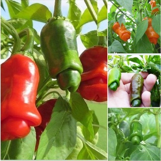 Hạt giống ớt peter - ớt cu tí - Gói 10 Hạt