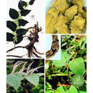 1kg Cốt khí củ - OLF284